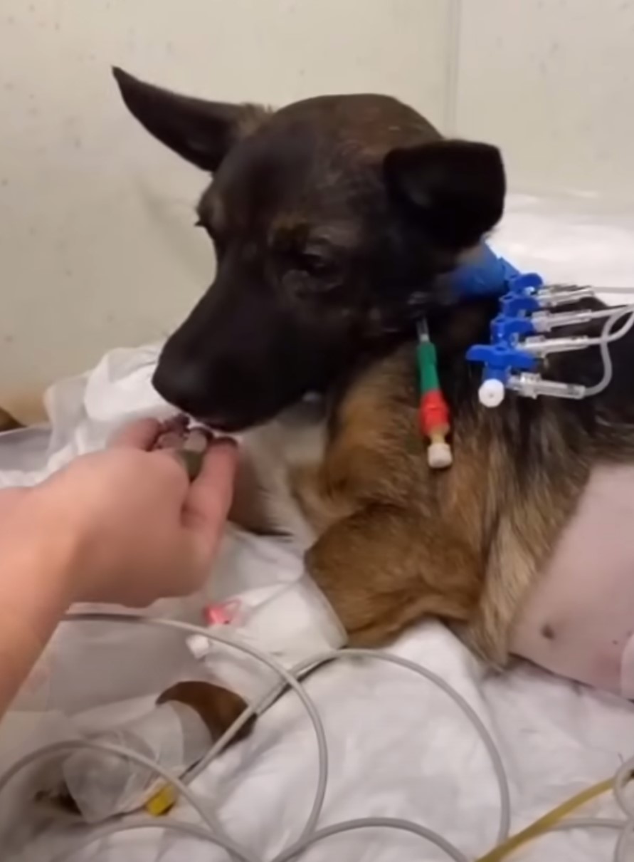 guy healing a dog