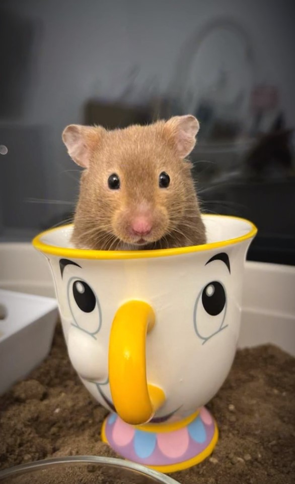 hamster in a mug