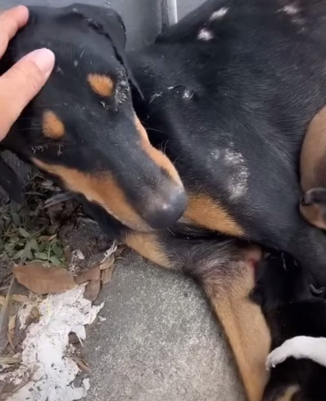 hand petting the injured dog