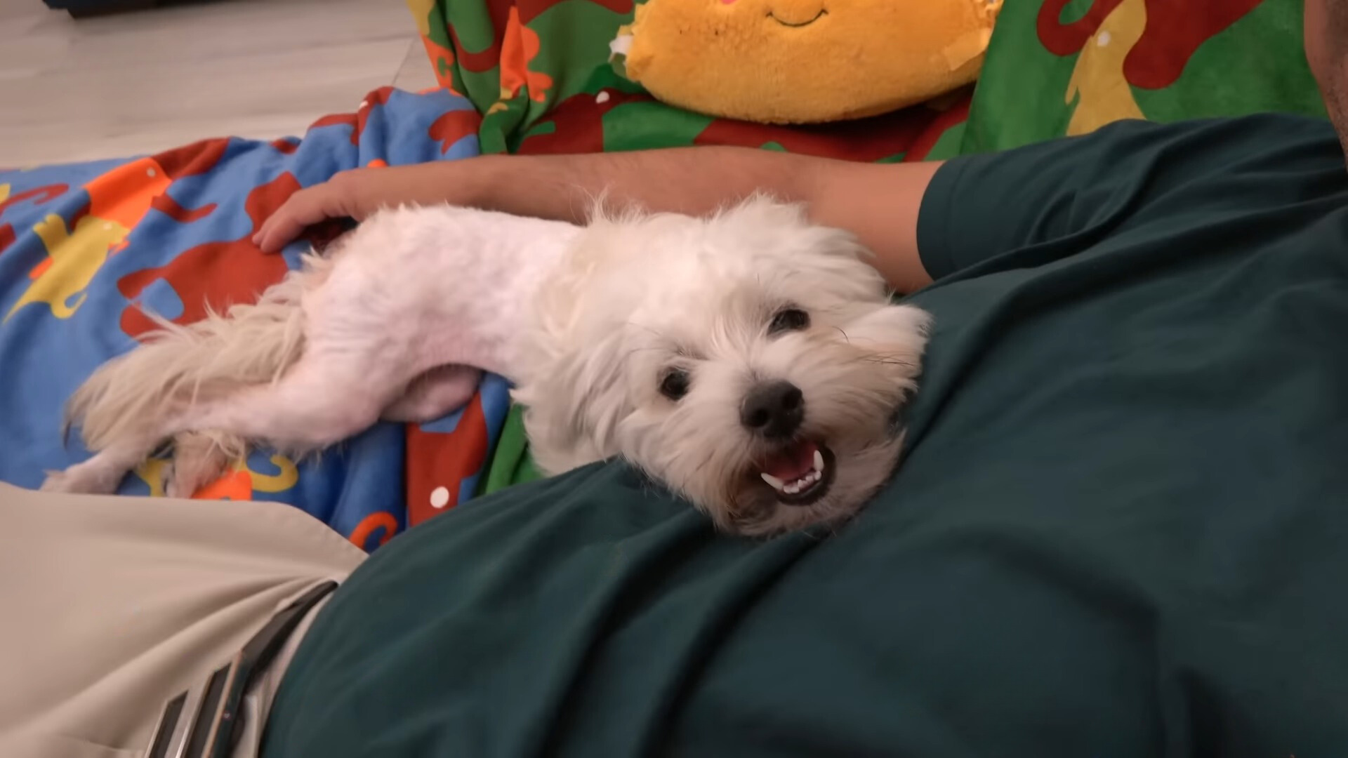 happy dog lying on man
