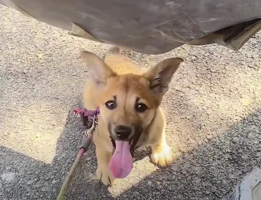 happy puppy with tongue out