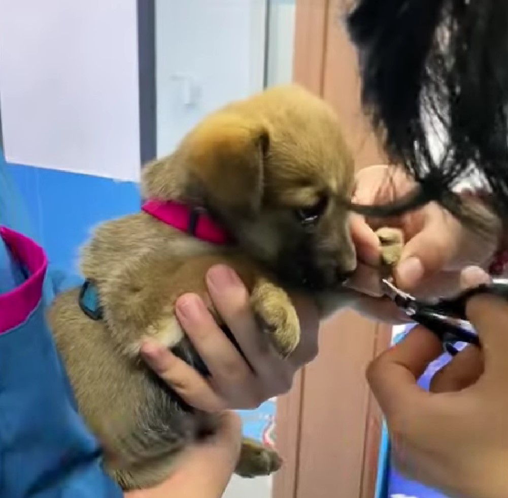 helping little puppy
