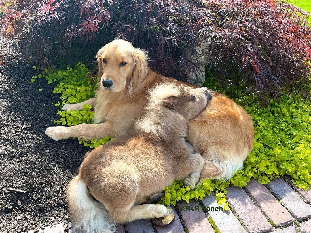 horse laying on a dog