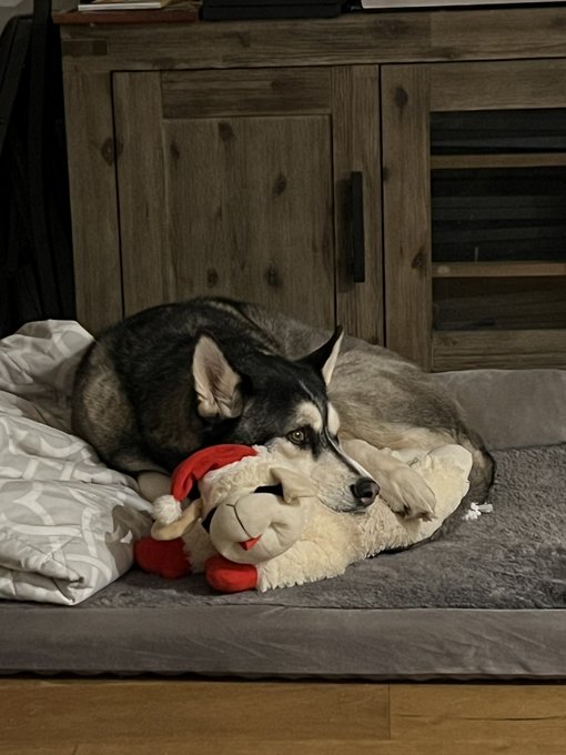 husky with his toy