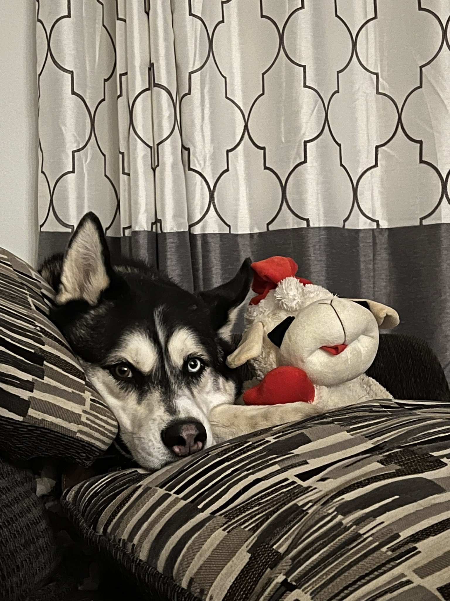 husky with toy on the couch