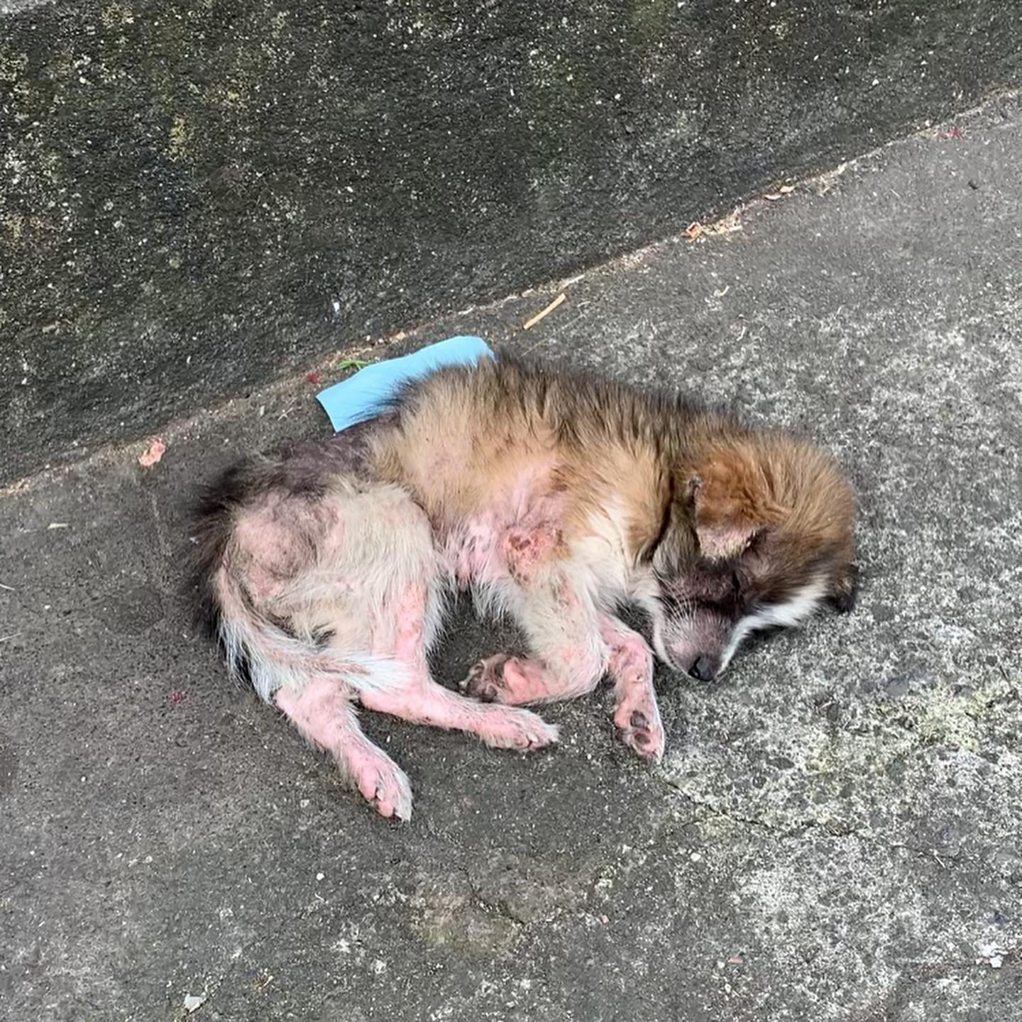 injured puppy outdoor