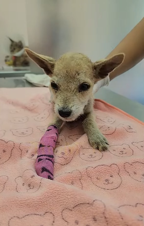 injured tiny dog