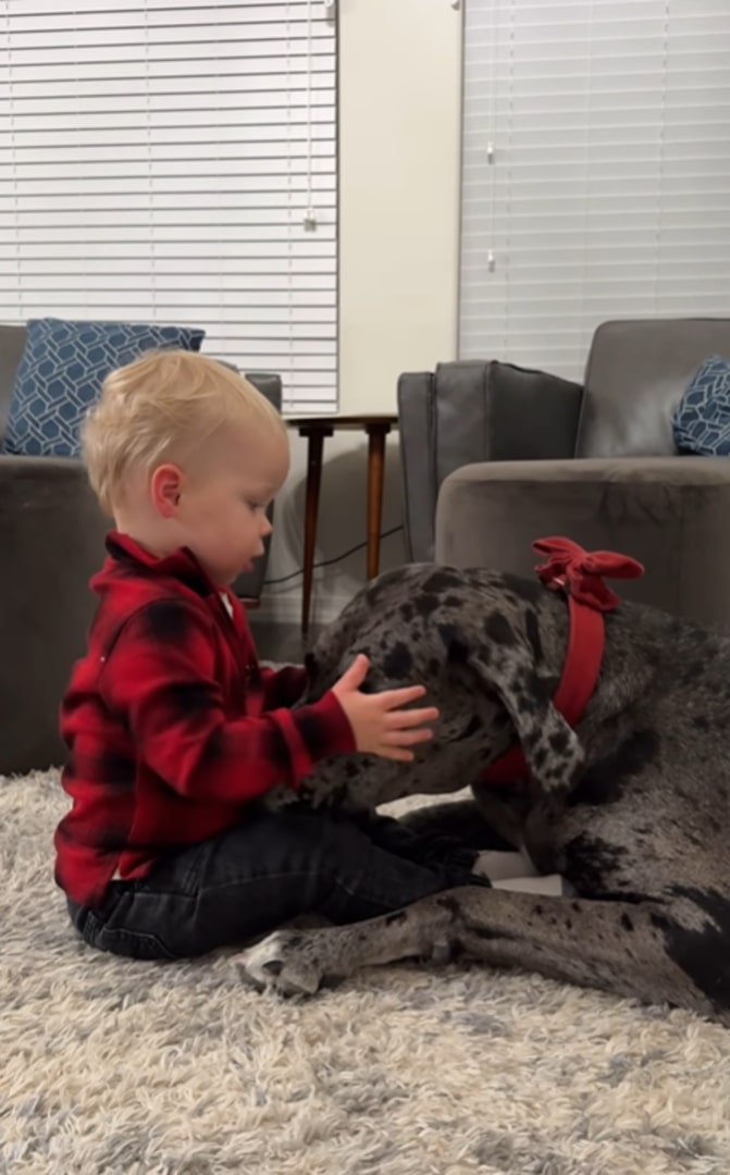 little boy and great dane playing on the floor