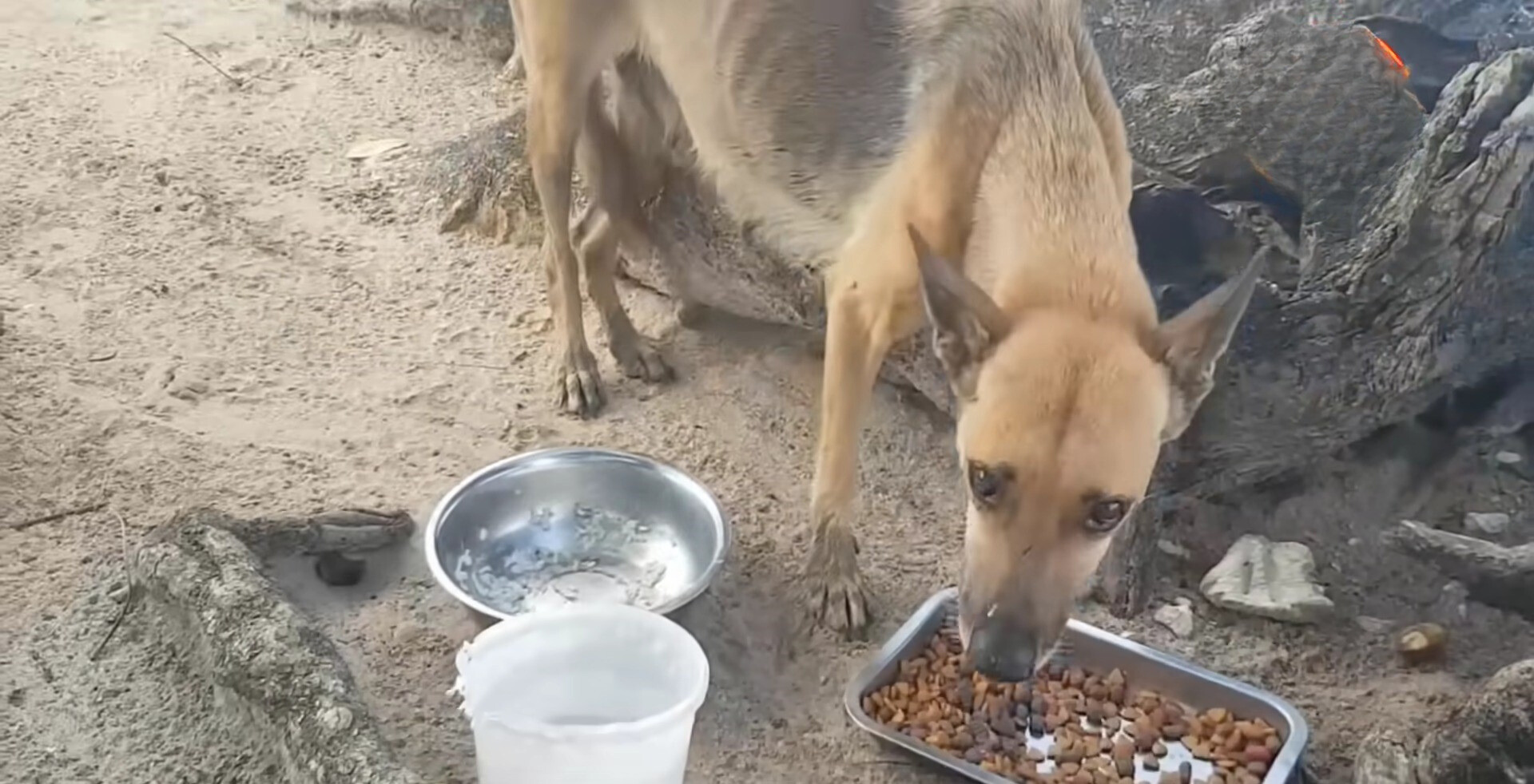 mama dog outdoor standing with food and bowl