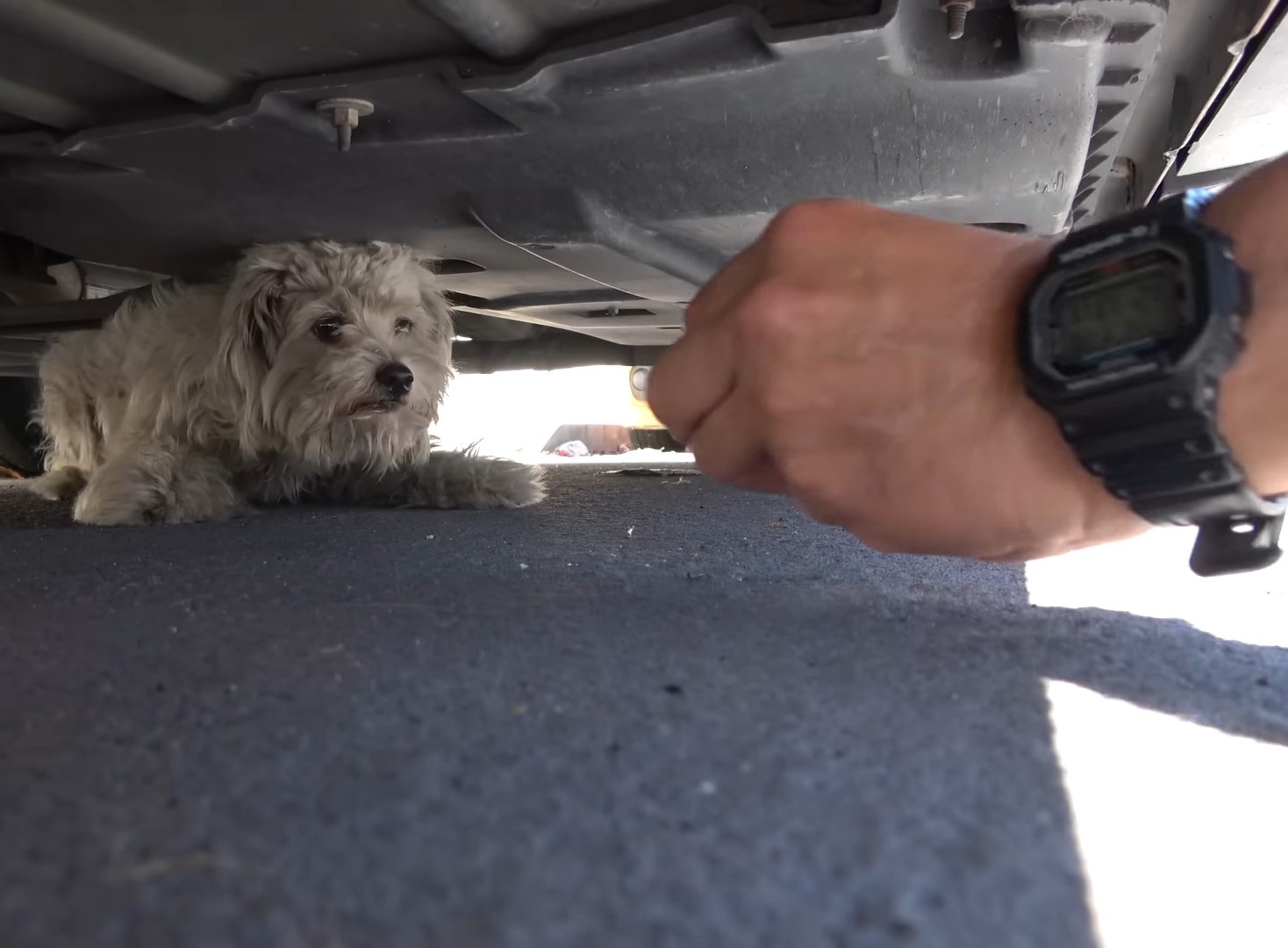 man trying to get dog under the car