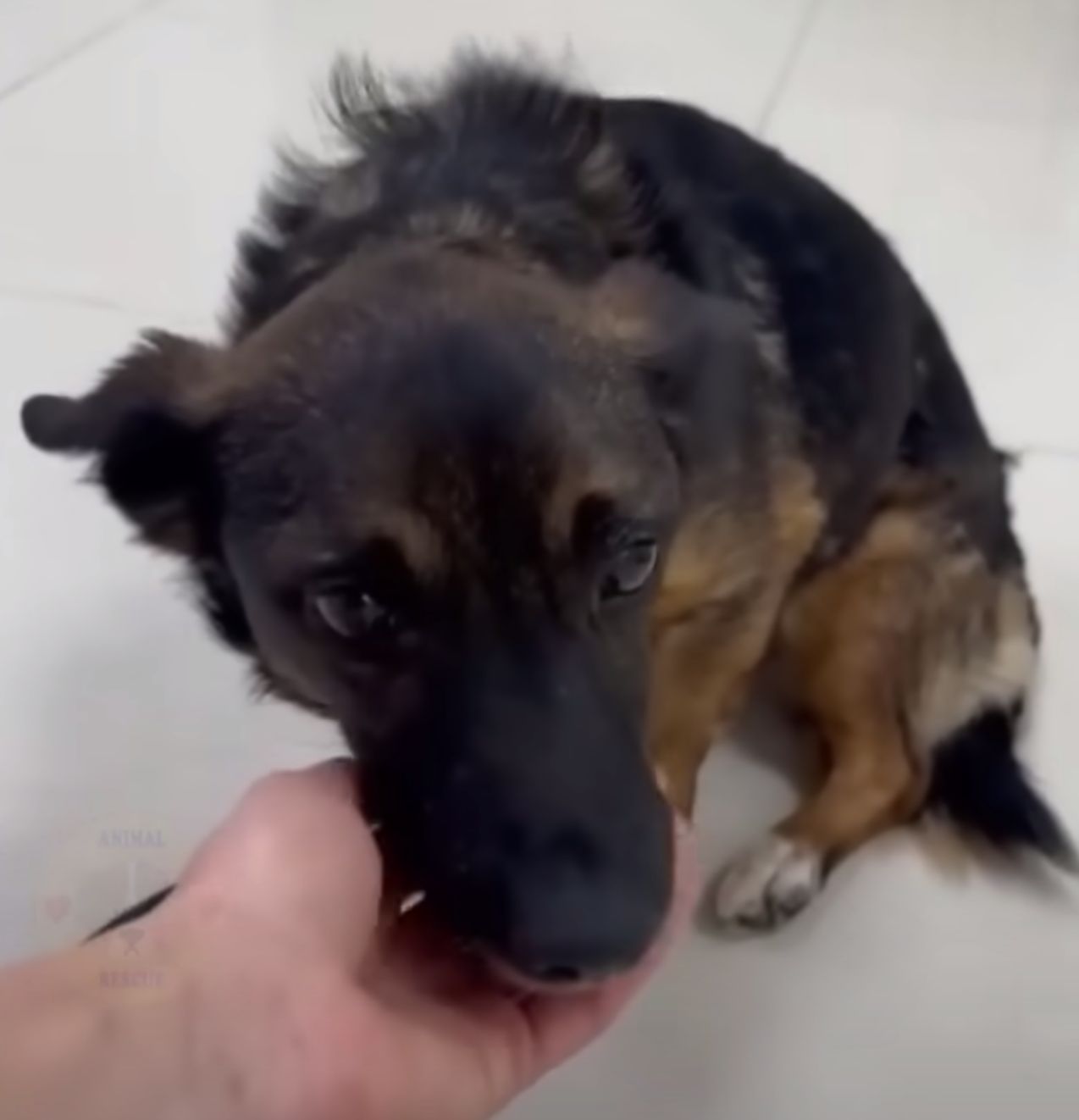 owner petting his black dog