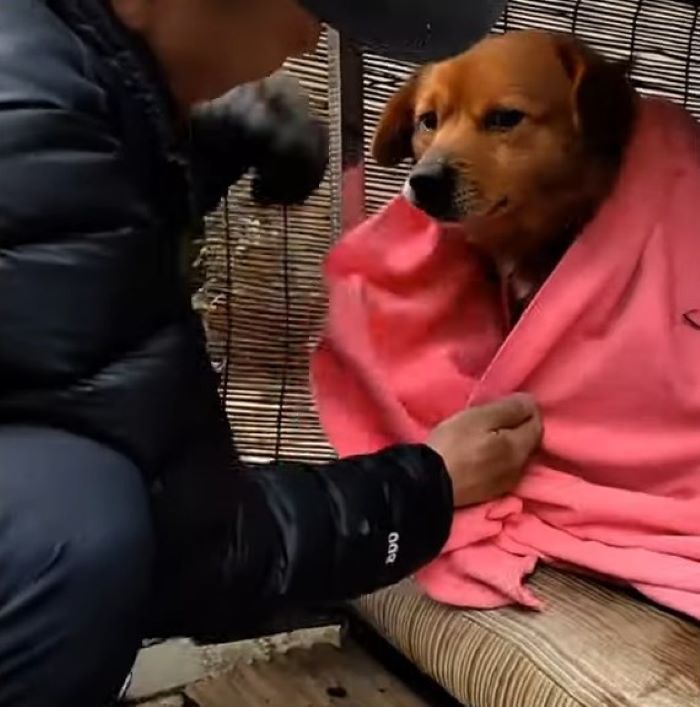 paralyzed dog with blanket on it