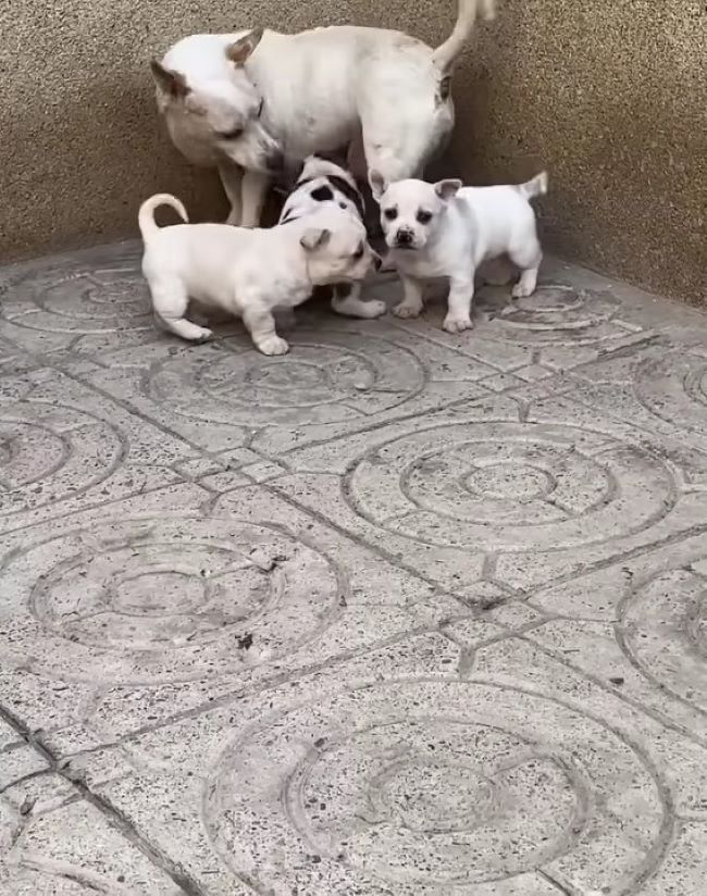 photo of dog with puppies
