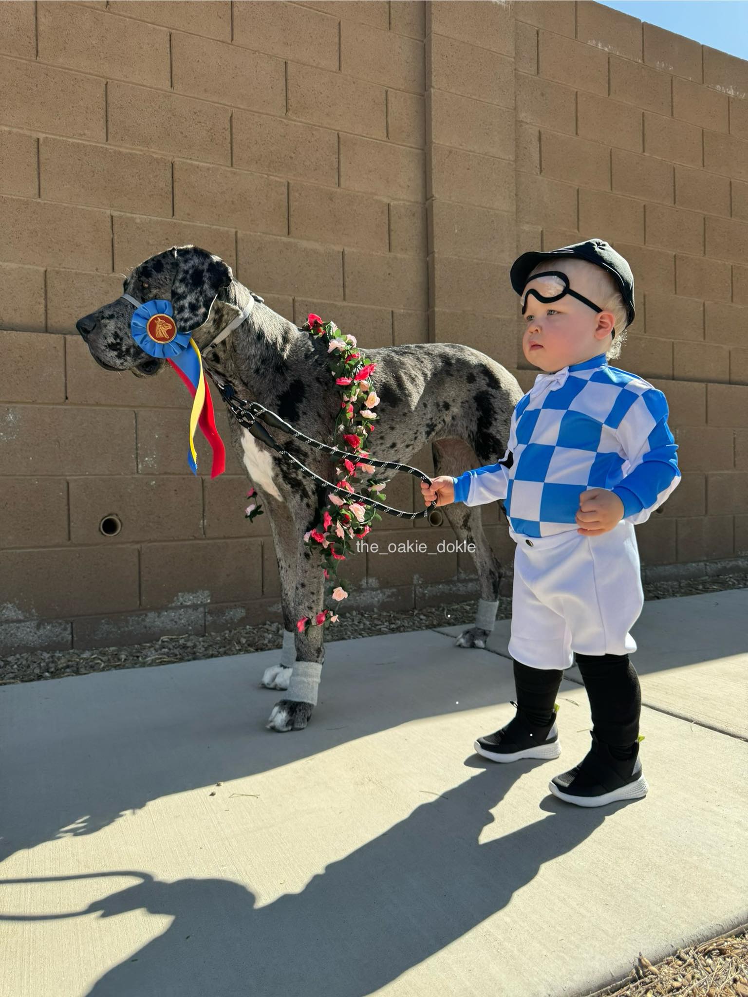 photo of little boy and great dane wearing costumes