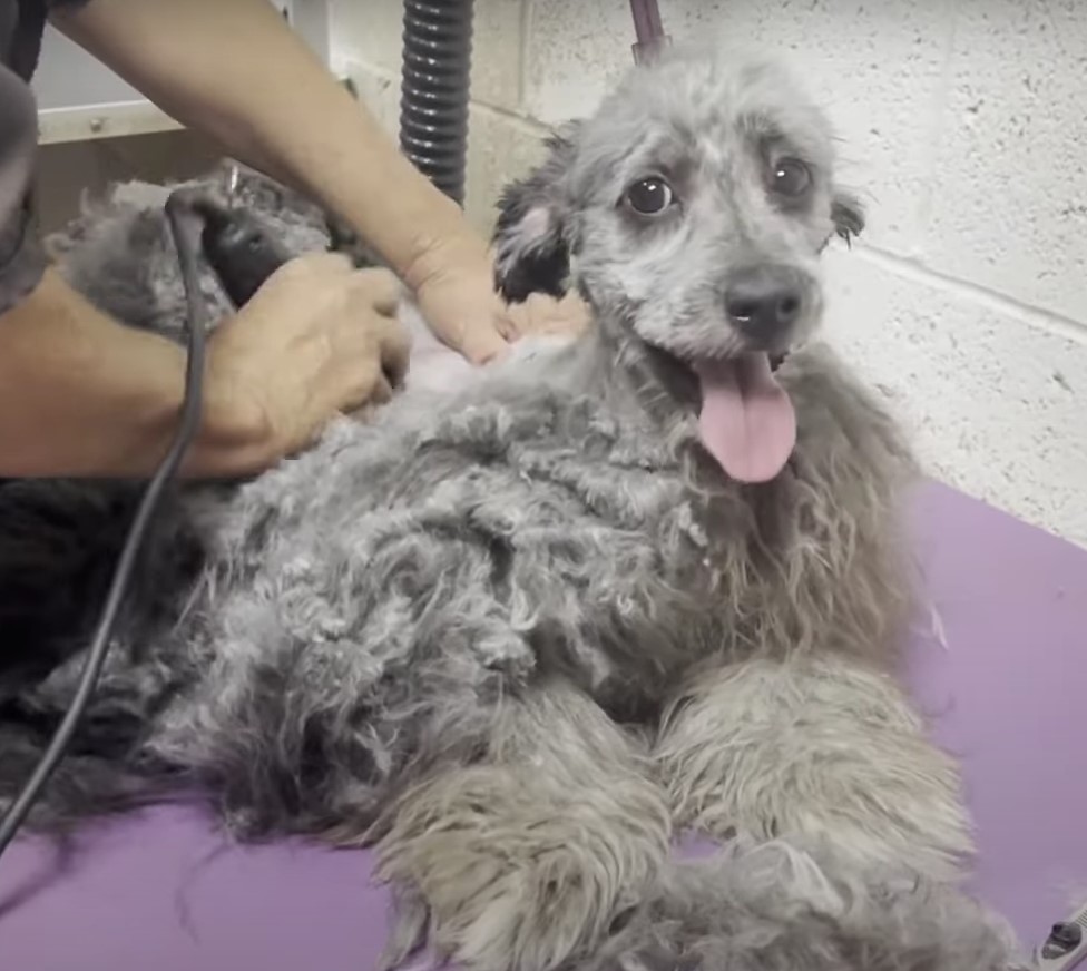 photo of matted dog getting a haircut
