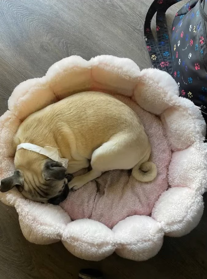 poor pug lying in his bed