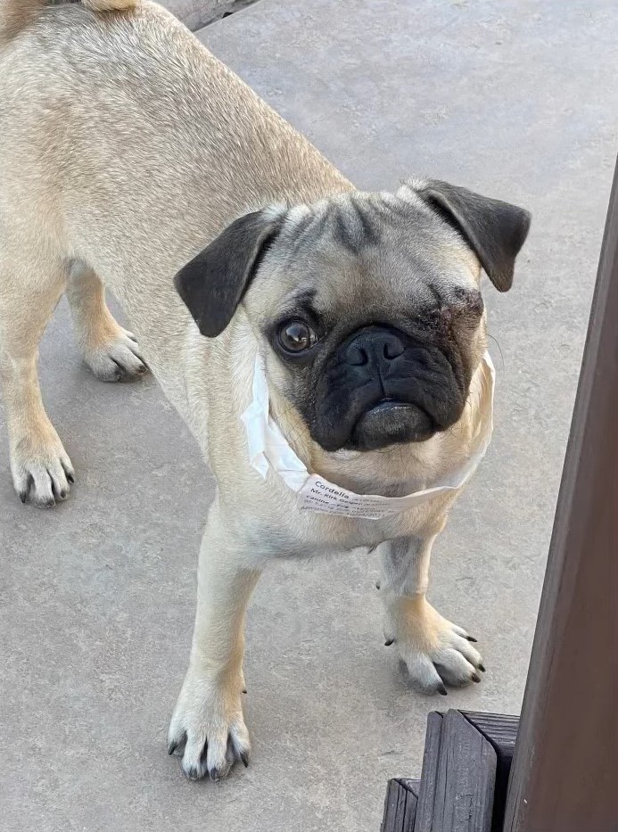 pug has problem with eyes