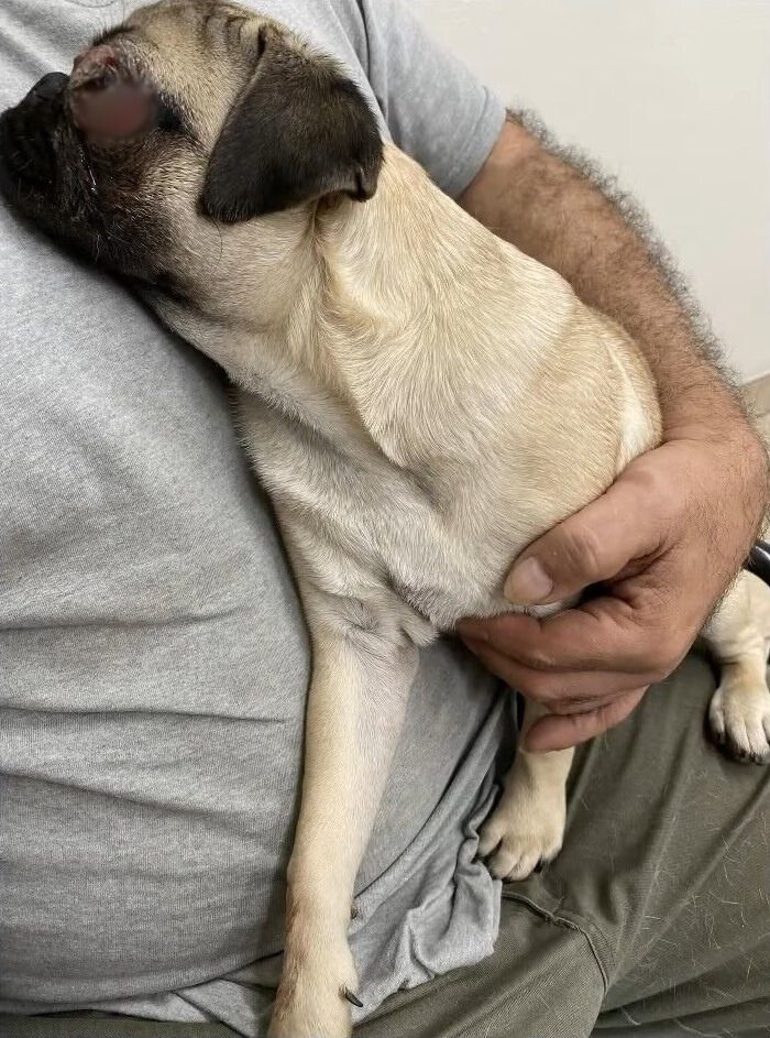 pug with his owner