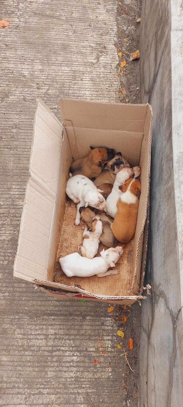 puppies in a box