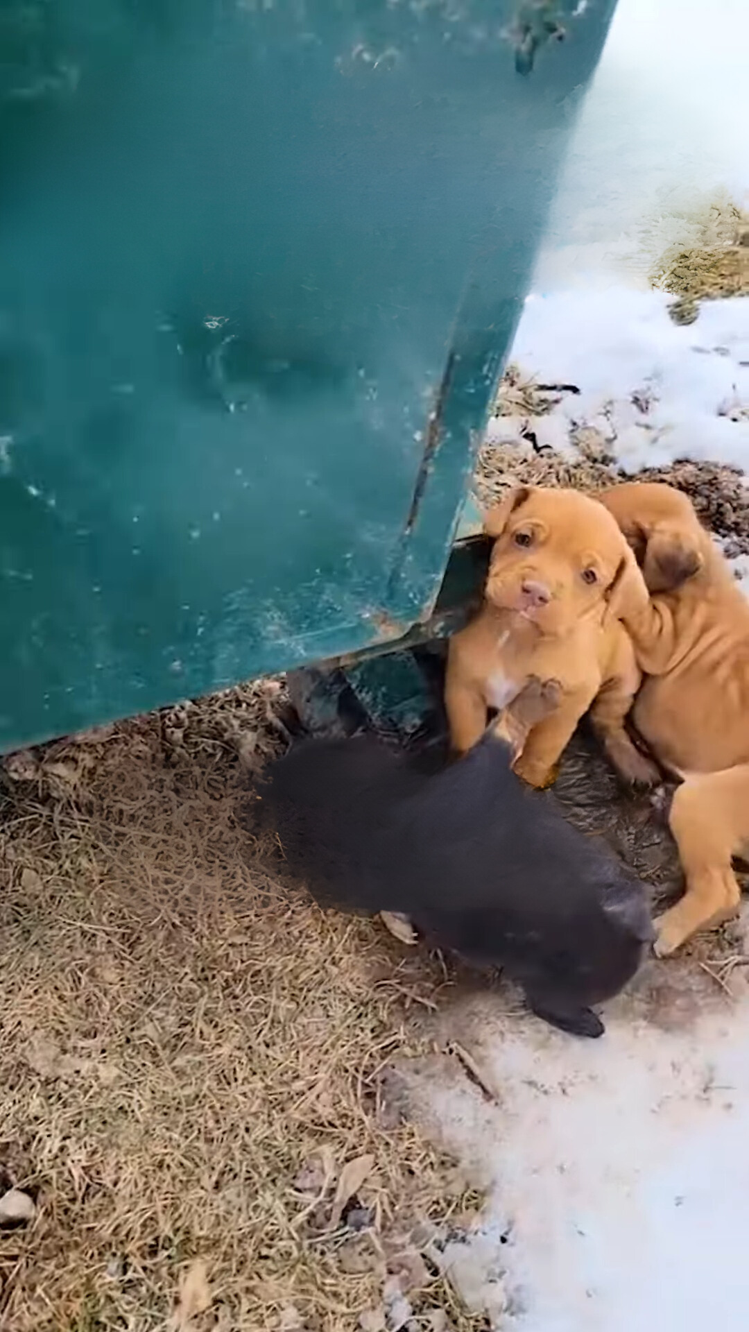 puppies next to a dumpster