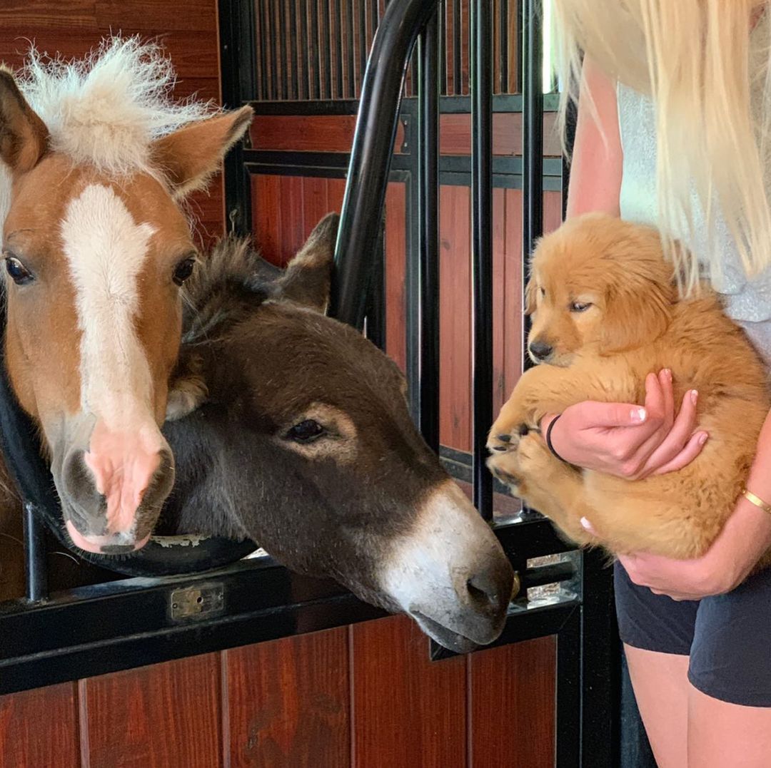 puppy and two horses