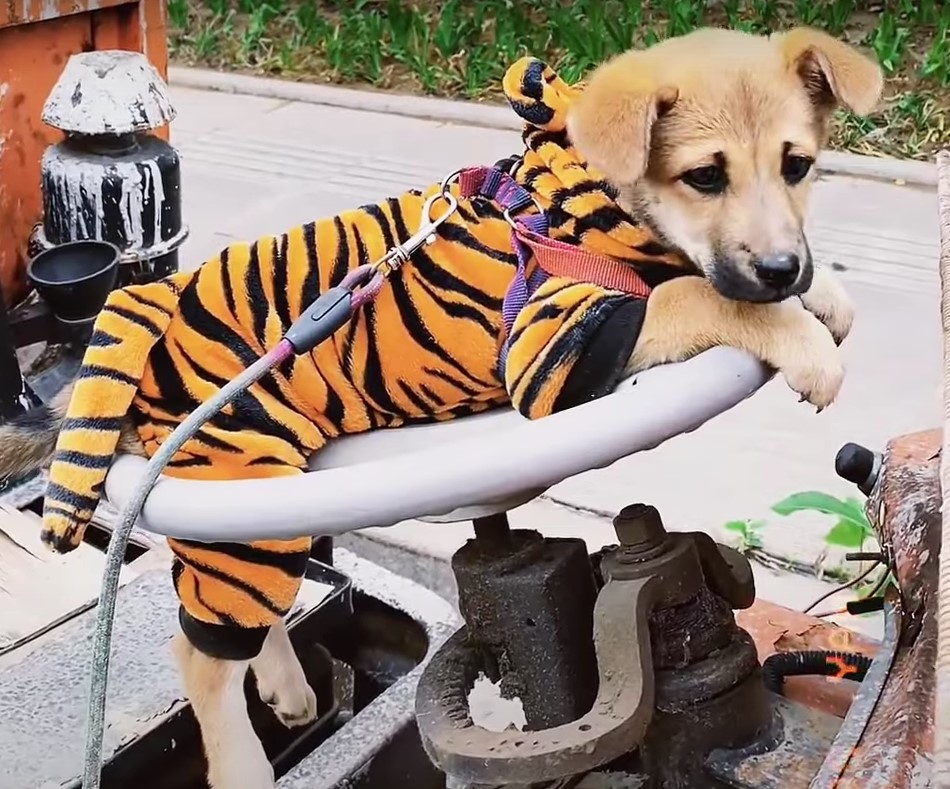 puppy in tiger outfit
