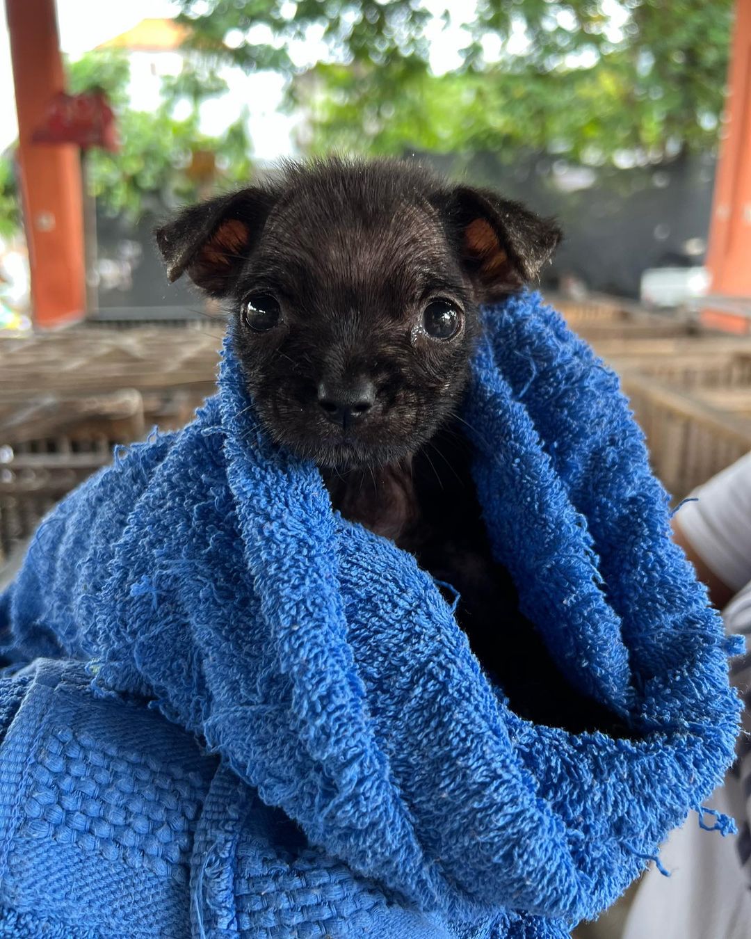 puppy wrapped up in a blue towel