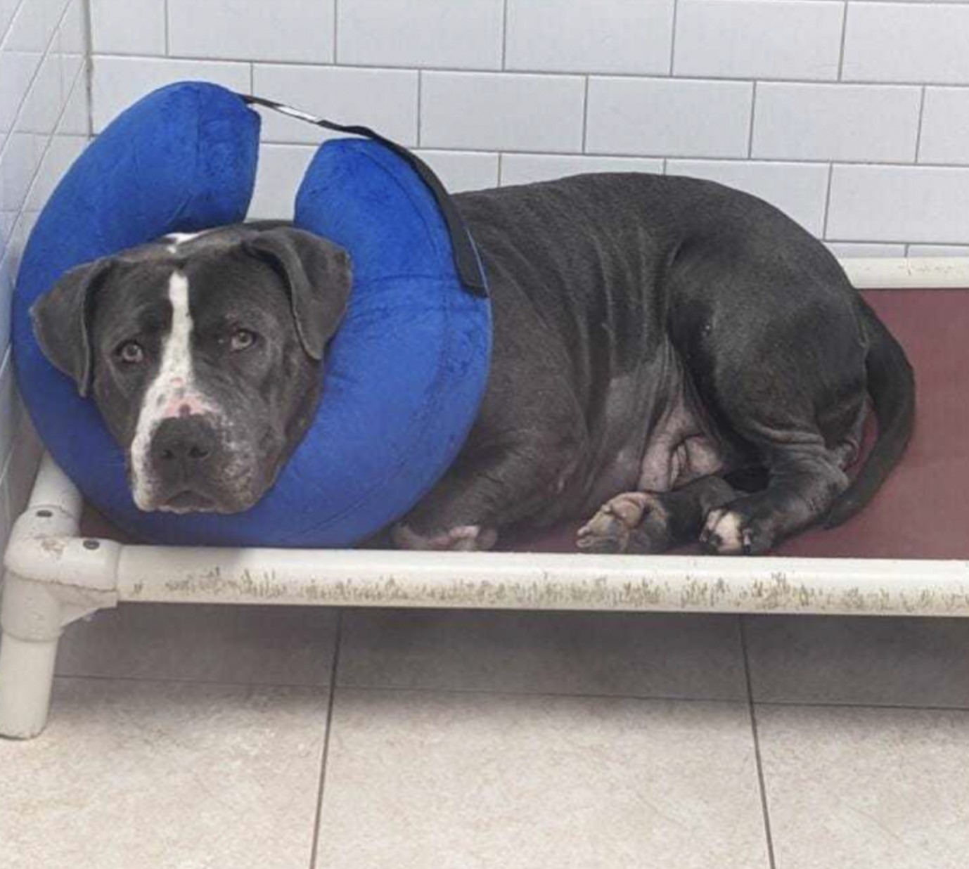 shelter dog lying with a blue pillow
