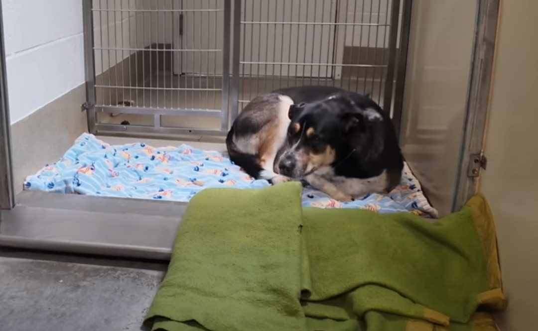 Despondent Dog, Returned to Shelter, Gazes at Wall with Heartbreaking ...