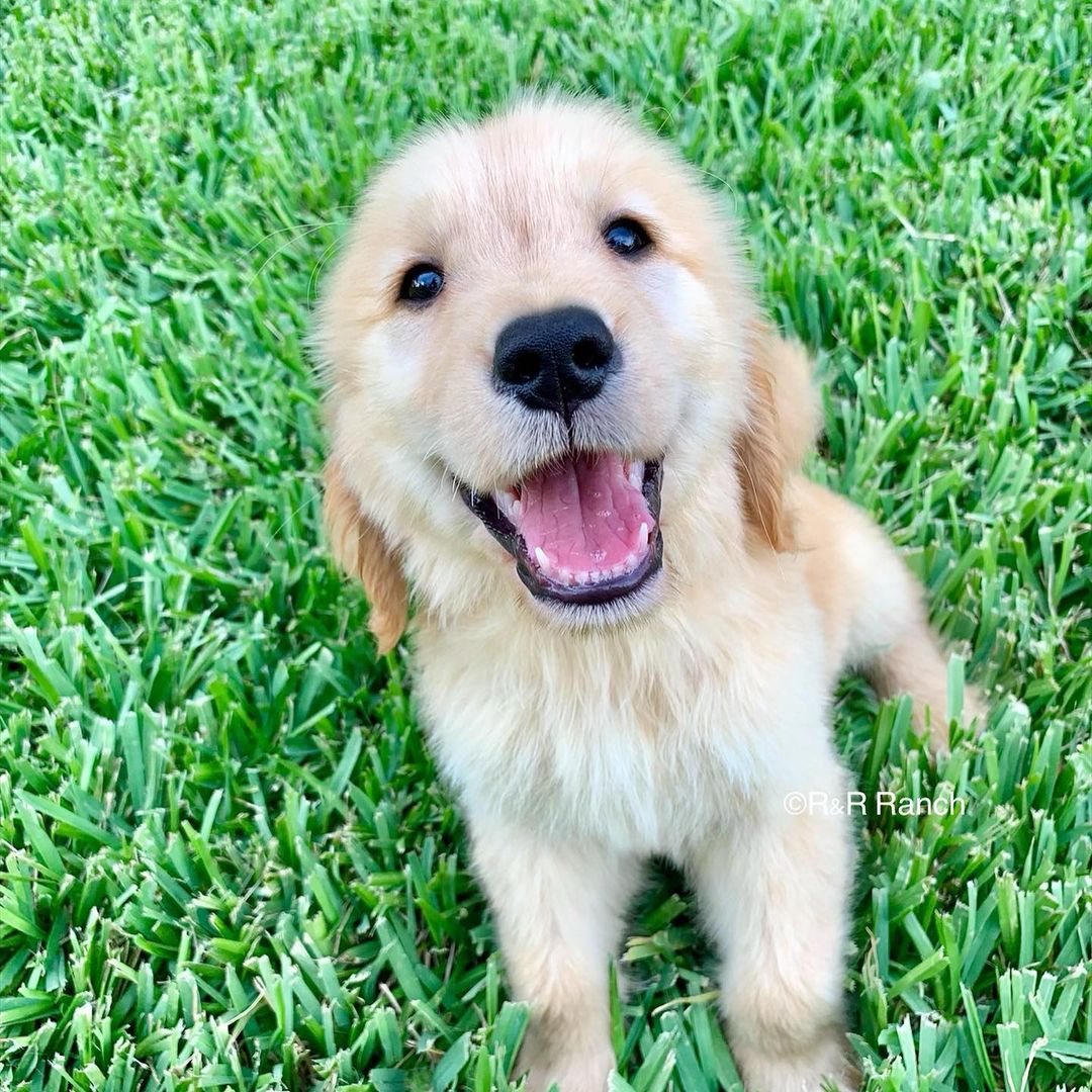 sweet golden puppy