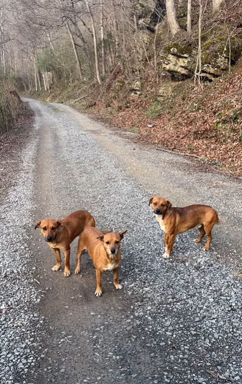 three dogs on the road