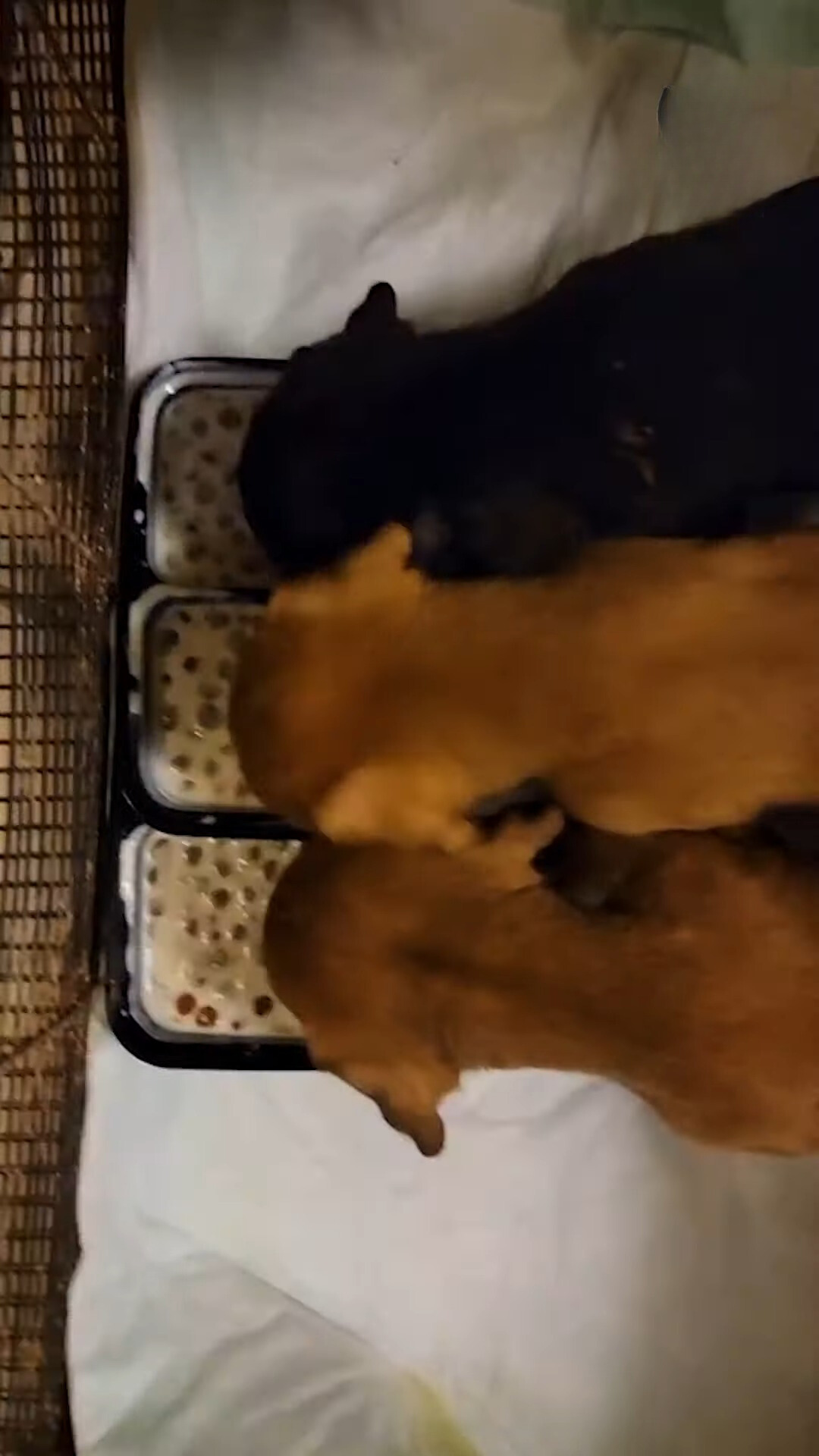 three puppies eating