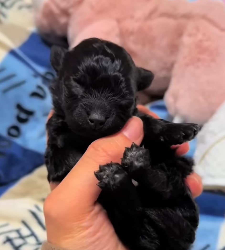tiny black puppy sleeps in man's hand