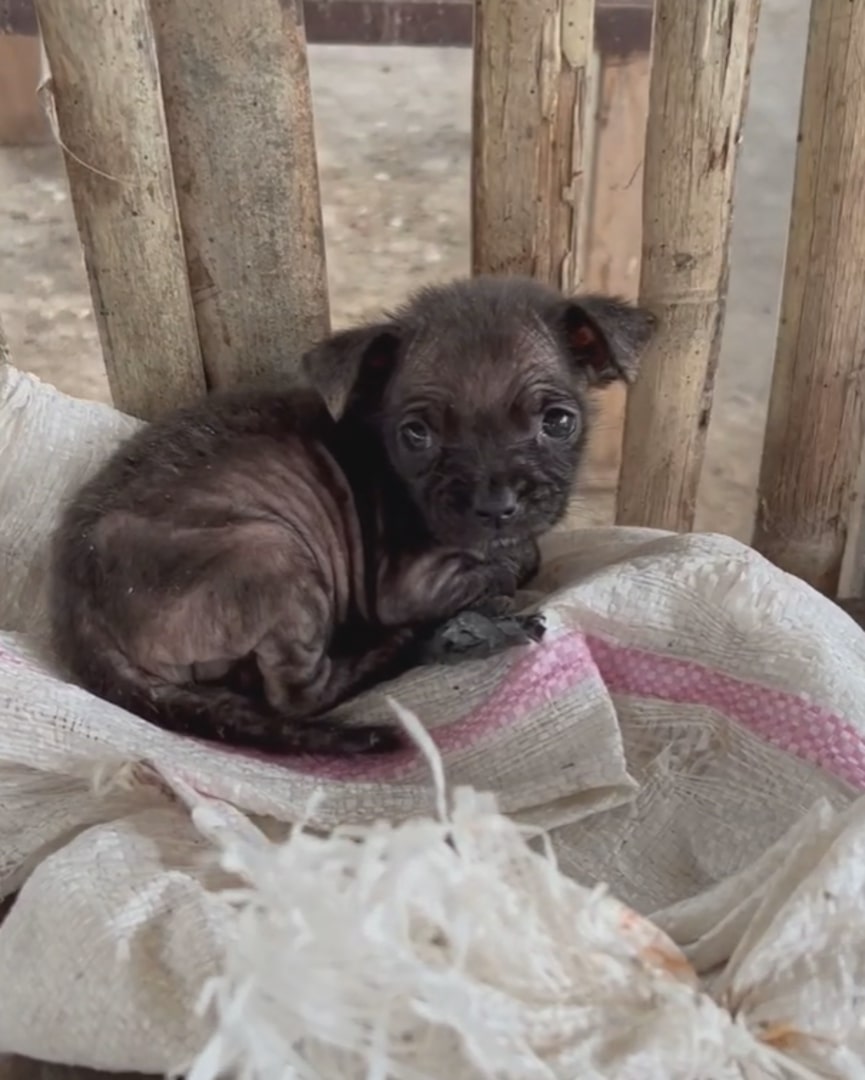 tiny puppy sitting on rice bag