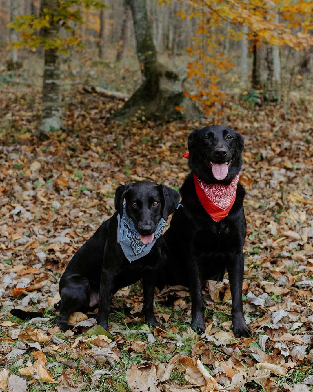 two black dogs with bandanas