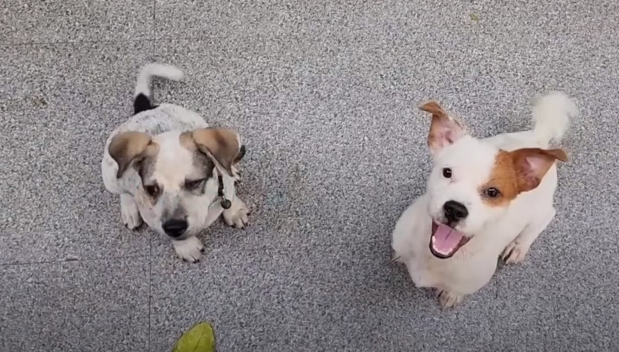 two cute and happy dogs
