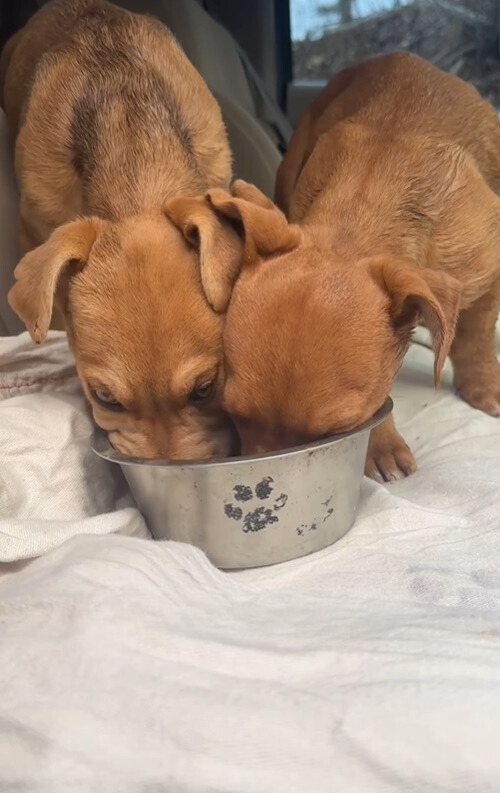 two dogs eating from one cup