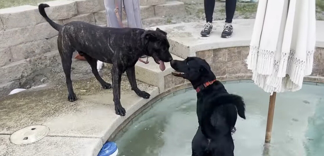 two dogs looking at each other