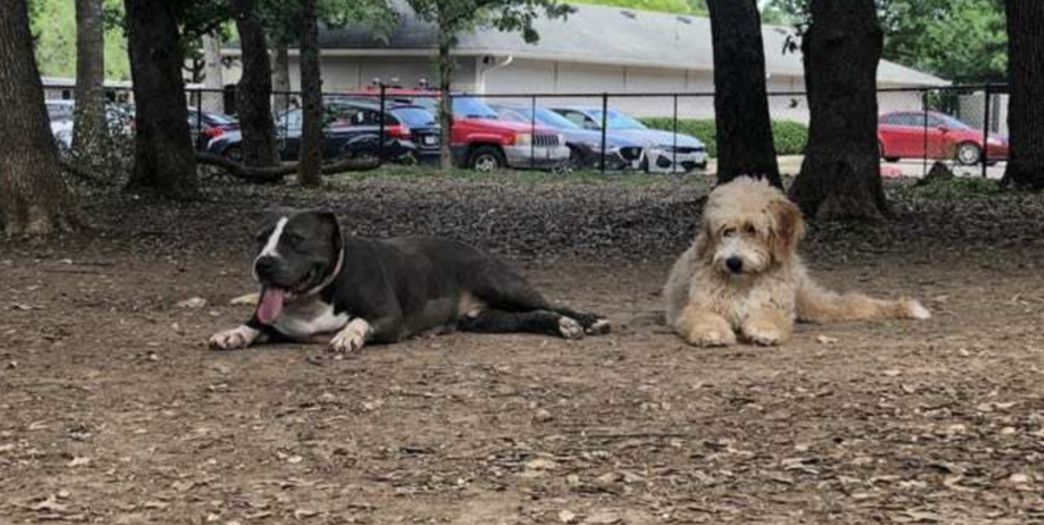 two dogs lying in the yard