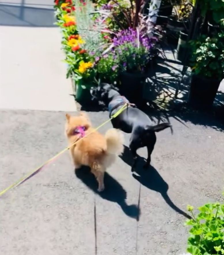 two dogs on a leash