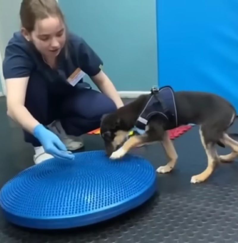 vet training a dog