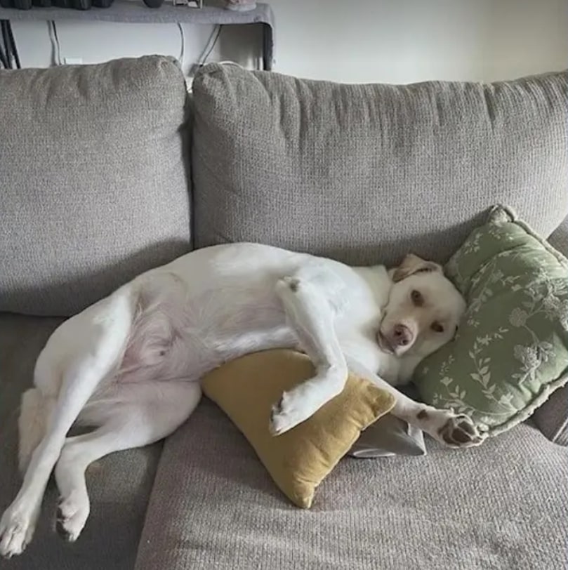 white dog laying on the couch
