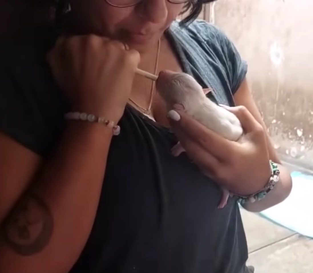 woman feeding a newborn puppy