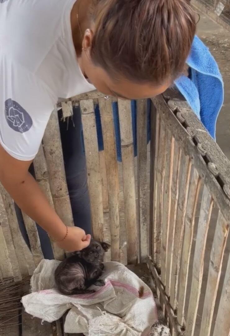 woman petting a tiny dog 