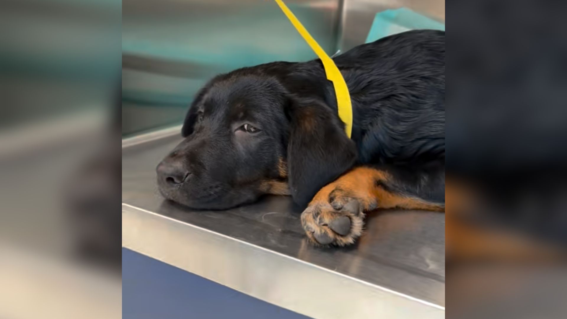 12-Week-Old Puppy With Broken Leg Brought To Vet To Be Euthanized Gets Saved By A Nurse