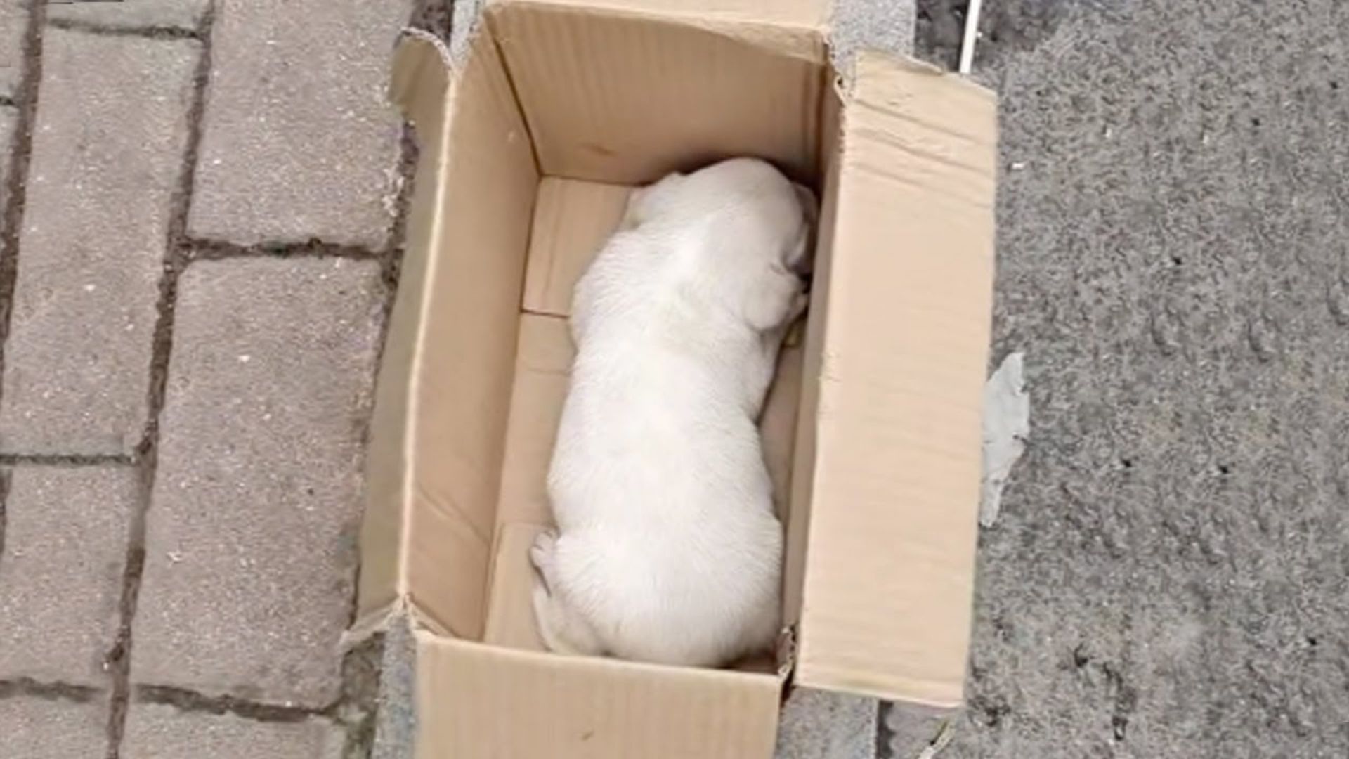 Shivering Puppy Was Living In A Small Box Until A Kind Person Came To His Aid