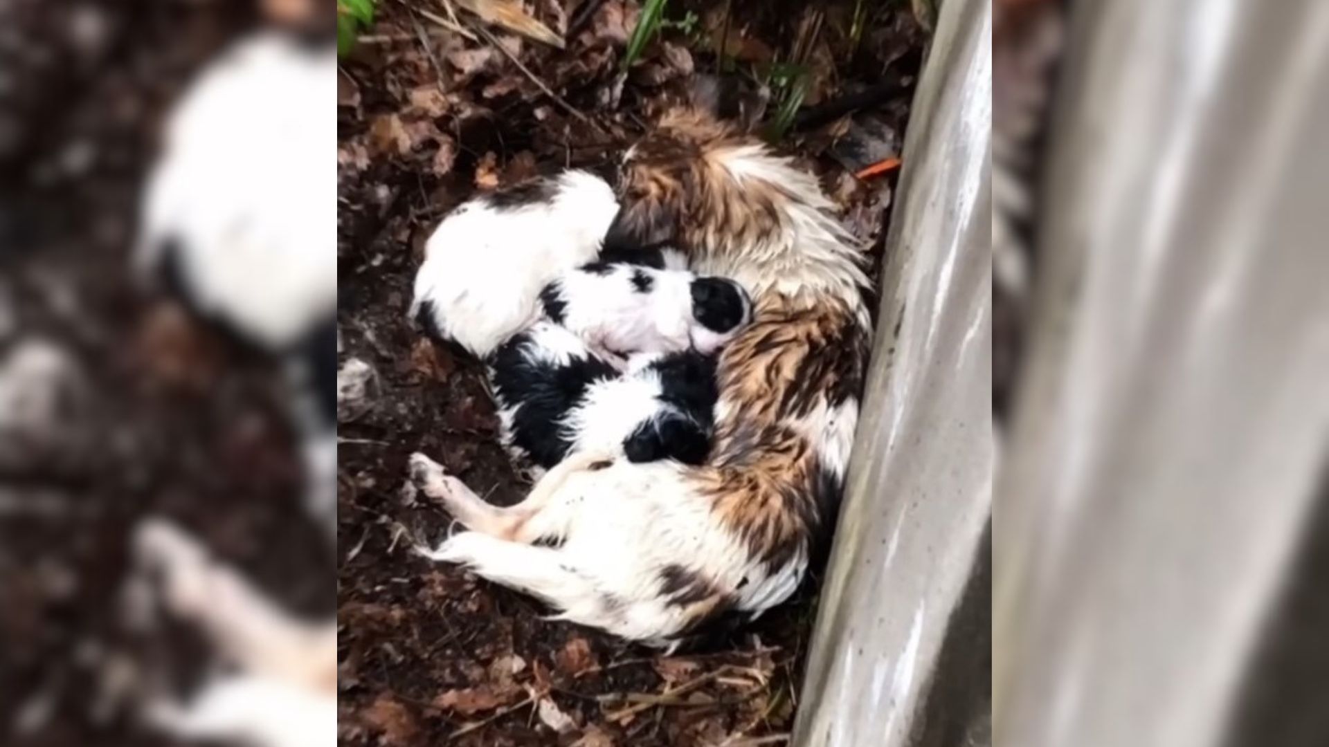 Mom Dog Found Trembling With Cold While Trying To Keep Her Puppies Warm