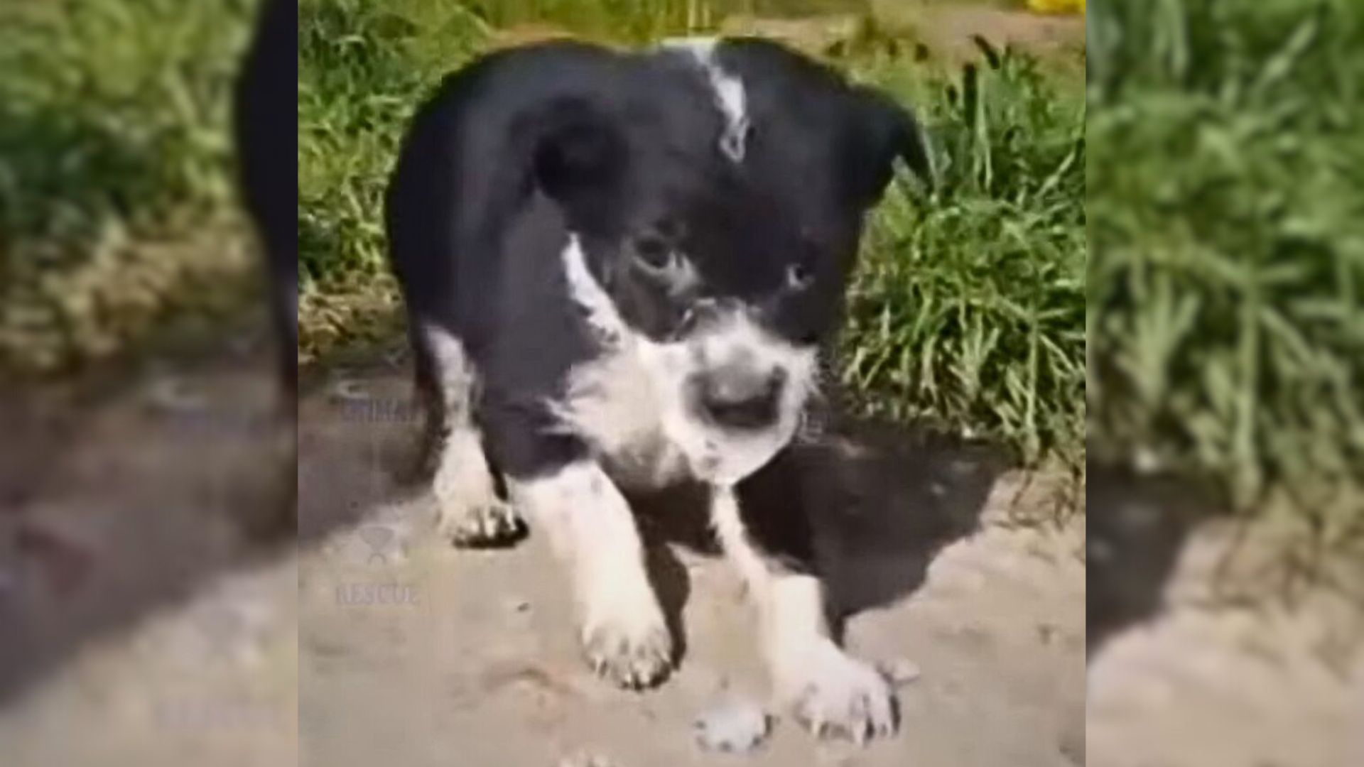 Puppy Dumped Near A River Finds Someone Amazing Who Cared For Him In His Final Moments