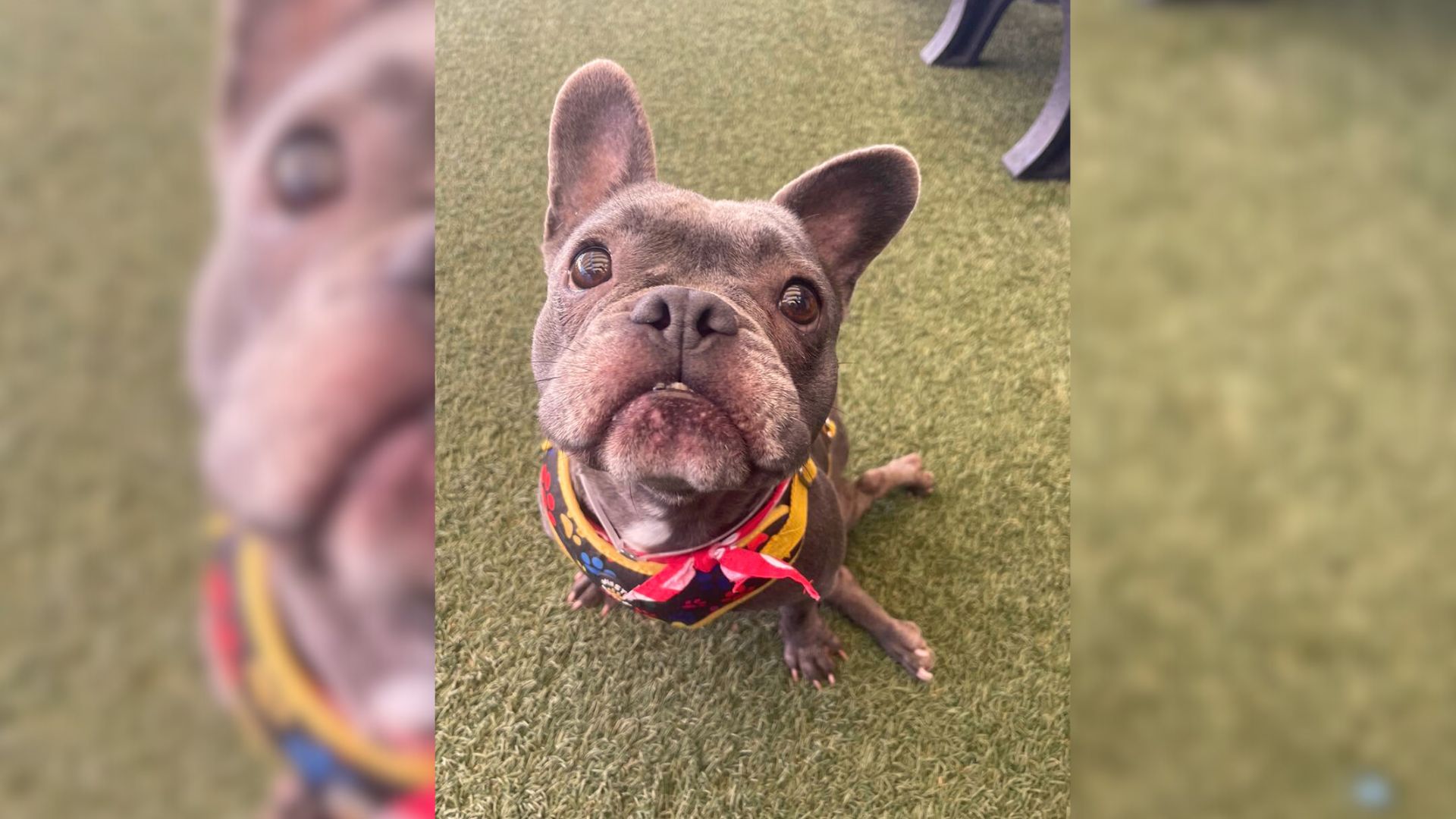 Adorable French Bulldog Who Was Found Dragging Her Paralyzed  Legs Is Rescued By The Most Incredible Hoomans