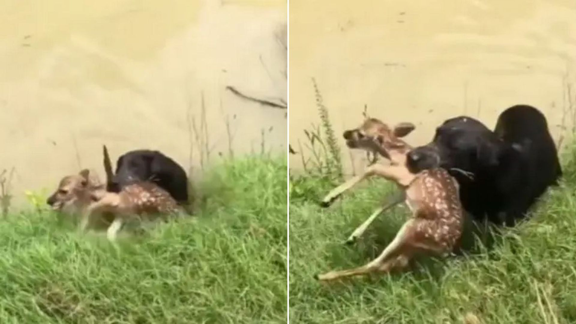 Hero Labrador Dog Jumps Into River And Saves Tiny Fawn From Drowning